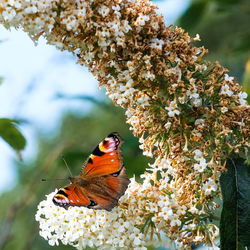 Close-up of butterfly pollinating on flower