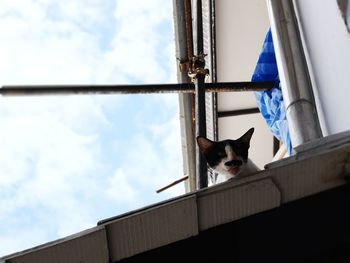 Low angle view of dog on window