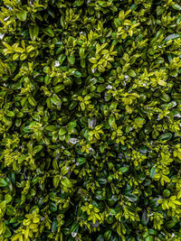 Full frame shot of plants