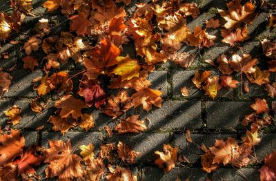 High angle view of autumn leaves on footpath