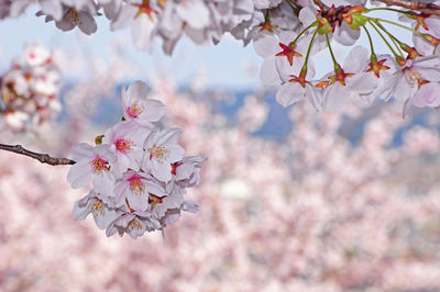 Close-up of cherry blossoms in spring