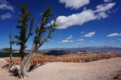 Trees on landscape against sky