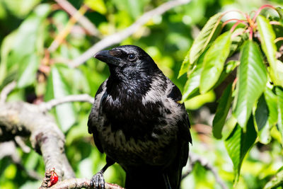 Close-up of bird perching on a plant