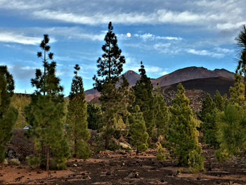 Trees and plants on landscape against sky