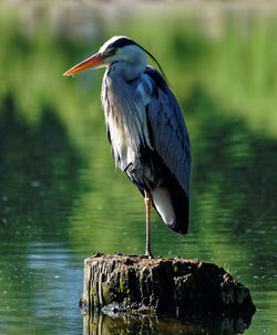 High angle view of gray heron perching on lake