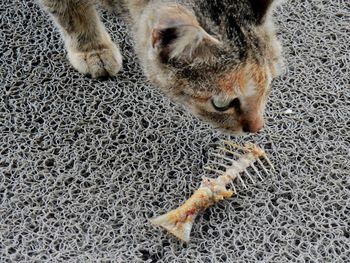High angle view of cat by fish skeleton on rug