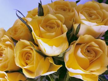 Close-up of yellow roses