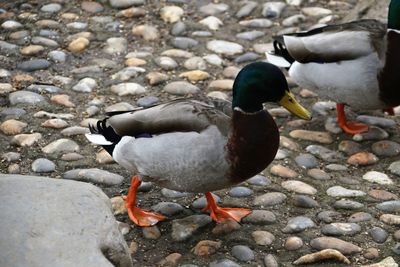 High angle view of mallard ducks on rock