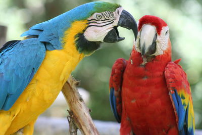Close-up of two macaws