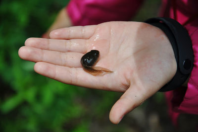 Close-up of hand holding tadpole