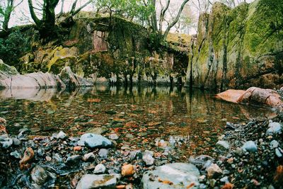 Stream flowing through forest