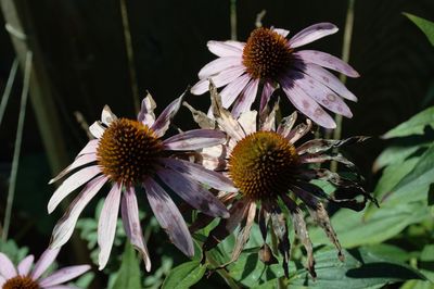 Close-up of purple flowering plants