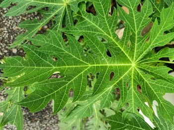 High angle view of plant leaf