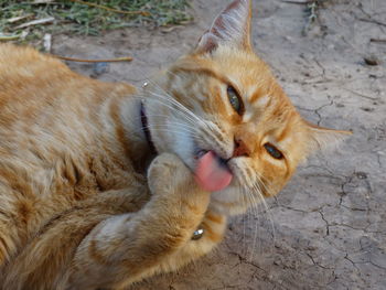 High angle view of ginger cat relaxing on floor