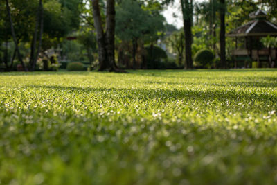 Close-up of grass in field