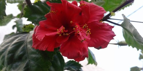 Close-up of red flowering plant