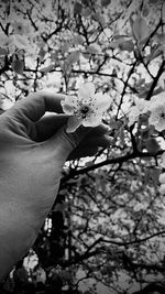 Close-up of flowers on tree