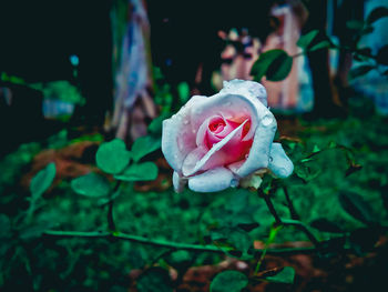 Close-up of rose against blurred background