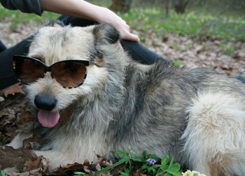 Close-up of dog wearing sunglasses