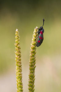 Close-up of insect on flower