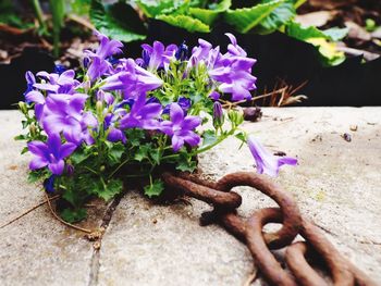 Close-up of purple flowers on plant