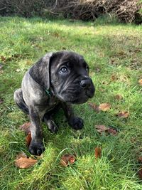 Portrait of a puppy on field