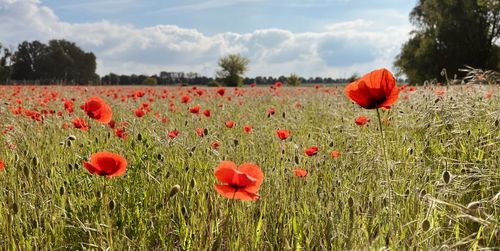 Poppys growing on field against sky