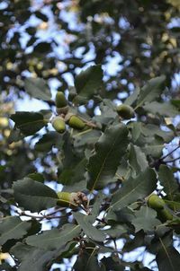 Low angle view of leaves on tree