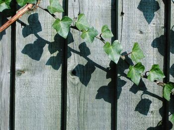 Close-up of leaves on wooden wall