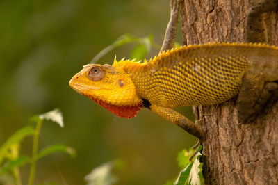 Close-up of yellow lizard on tree trunk