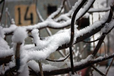 Close-up of snow covered tree