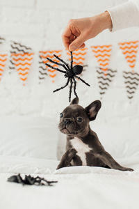 Cropped image of person holding dog