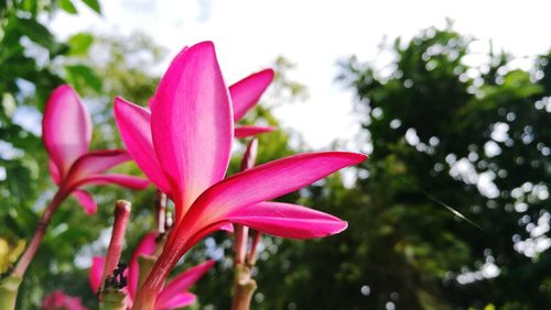 Close-up of pink flower growing on plant