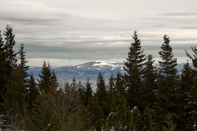 Pine trees on snowcapped mountains against sky