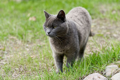 Portrait of cat on field