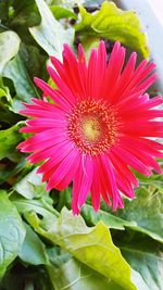 Close-up of pink flower