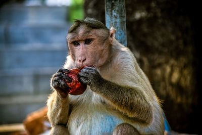 Close-up of monkey