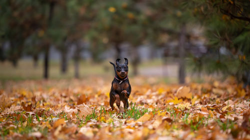 Dog running on field