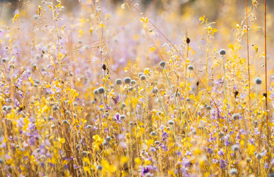 Close-up of yellow flowering plants on field