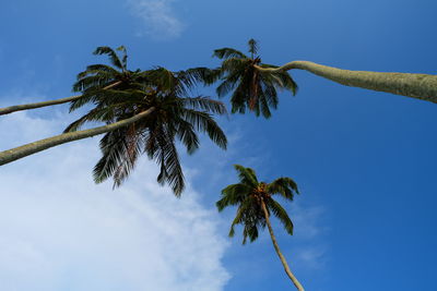 Low angle view of palm tree against blue sky