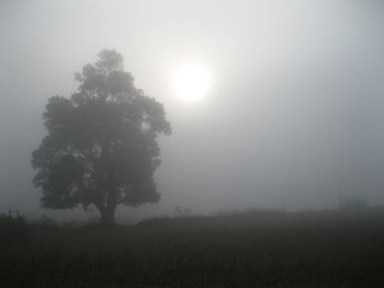 Scenic view of field during foggy weather