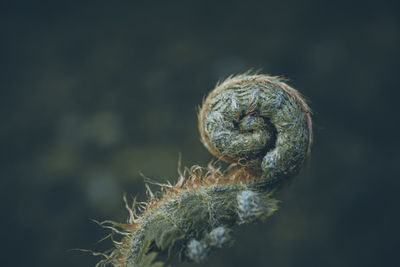 Close-up of dry plant outdoors