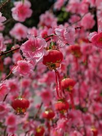 Close-up of cherry blossoms in spring