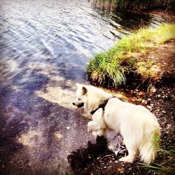 Dog in water