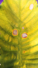 Full frame shot of green leaves