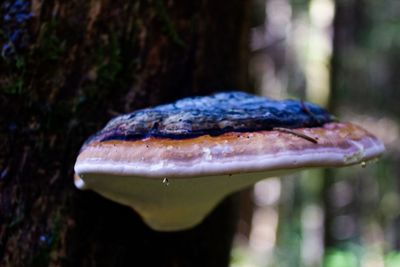 Close-up of mushroom growing on wood