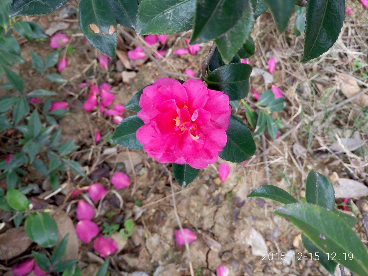 Rosa chinensis