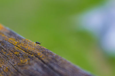 Close-up of ladybug on leaf