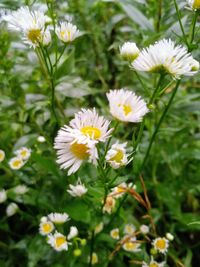 Close-up of white daisies blooming outdoors