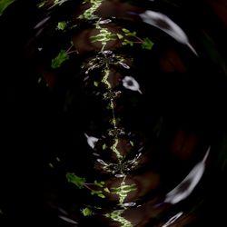Close-up of plants against black background